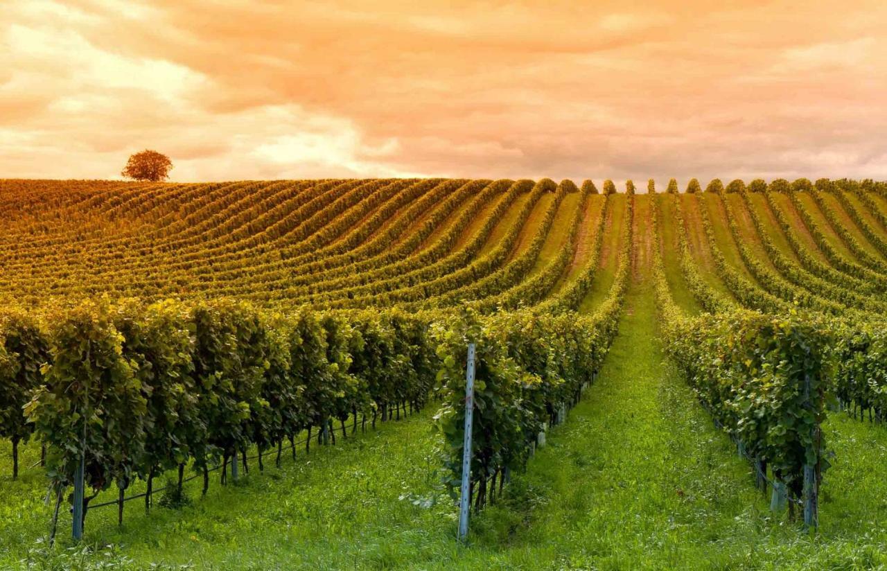 Domaine Jean-Got, Proche De Saint Emilion Villa Lugaignac Luaran gambar